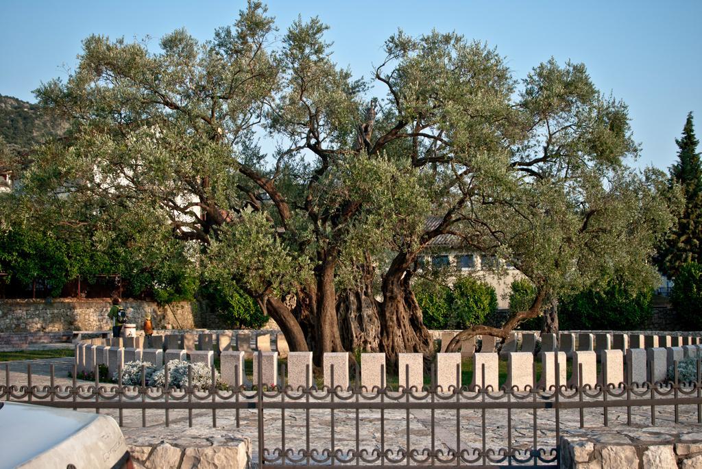 Jadran באר
